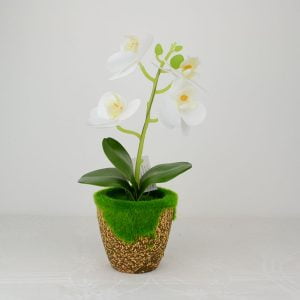 Cserepes orchidea mohás fehér