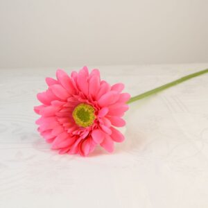 Gerbera ciklámen