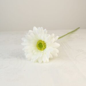 Gerbera fehér színű