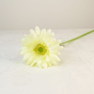 Gerbera krém színű