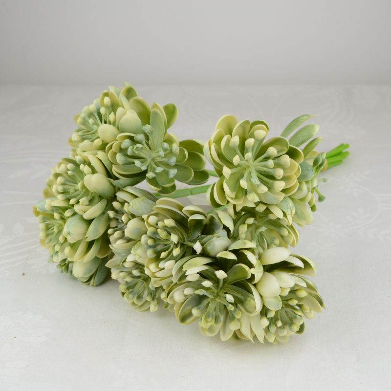 Szálas kövirózsás pikk fehér-zöld 1 Szálas kövirózsás pikk fehér-zöld