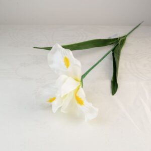 Szálas írisz fehér